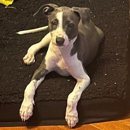 Dutchess (Girl 2) - White and blue female Italian Greyhound puppy in Brooksville, Florida from Fisher Link