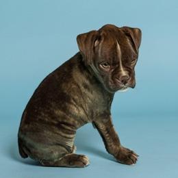 Zoe - Brindle female Boxer puppy in Mountain Home, Idaho from LJK Boxers & Toy Aussies