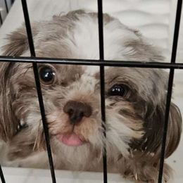 Gigi - Shih Tzu