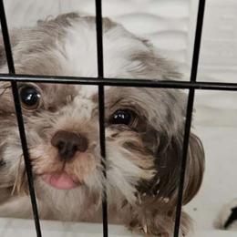 Gigi - Shih Tzu