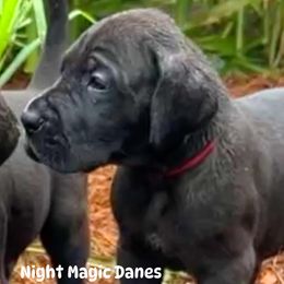Red ribbon black boy - Black male Great Dane puppy in Georgia from Night Magic Danes