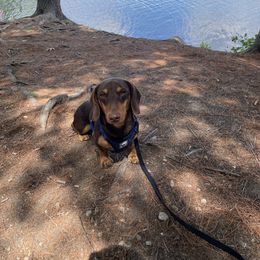 Twix - Dachshund