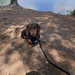 Twix - Dachshund