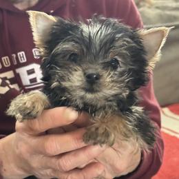 Puppy 2 - Black and tan male Yorkshire Terrier puppy in Elizabeth, Indiana from Dwayne’s Yorkshire Terriers