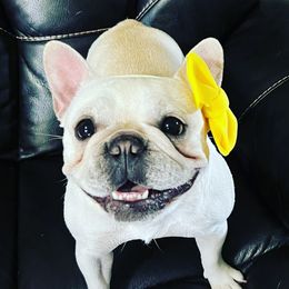 Lily - French Bulldog