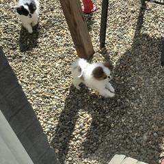 Japanese Chin Puppies from Carousel Chin