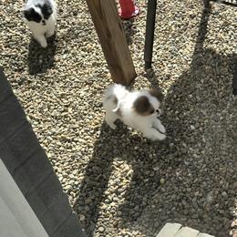 Japanese Chin Puppies from Carousel Chin