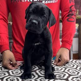 1st pick female - Black female Cane Corso puppy in Clewiston, Florida from Far From Average Kennels