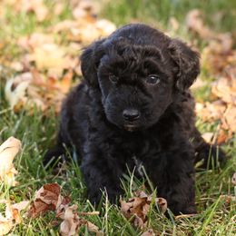 Rhonda - Black female Whoodle puppy in West Bend, Iowa from Blue Skies Terriers