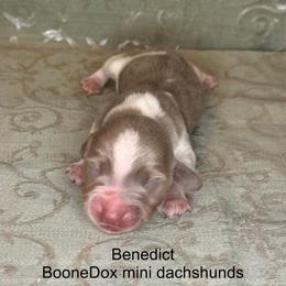 Benedict - Fawn (Isabella) male Dachshund puppy in Lexington, Oklahoma from BooneDox Miniature Dachshunds