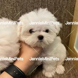 Maltese Puppies from JennieMiniPets