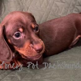 Finn - Chocolate and tan male Dachshund puppy in Glen Saint Mary, Florida from 🍯 Honey Pot Dachshunds 🐾