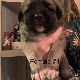 Female 4 - Fawn female Anatolian Shepherd Dog puppy in Daggett, Michigan from T&S Anatolians