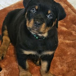 Green Collar Boy - Black and mahogany male Rottweiler puppy in Worley, Idaho from Templinhaus Rottweilers
