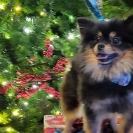 Pomeranians from GP Poms