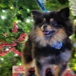 Pomeranians from GP Poms