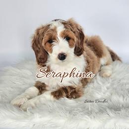 Seraphina - Parti female Goldendoodle puppy in Humboldt, Minnesota from Sister Doodles