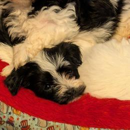 Confetti - Black and white female Havanese puppy in Anderson, South Carolina from Moe's Goldens and HavAntics