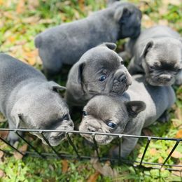 French Bulldog Puppies from Candice Thaggard