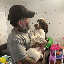 English Springer Spaniel Puppies from South Texas Springers