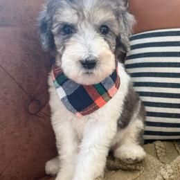 Derek - Merle male Sheepadoodle puppy in Argillite, Kentucky from DeAnna’s Doodles