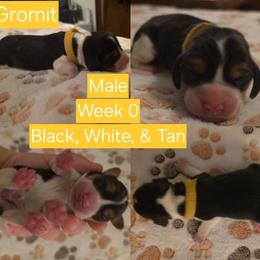 Gromit-Yellow - Black white and tan male Beagle puppy in Bemidji, Minnesota from Nse Farms Beagles