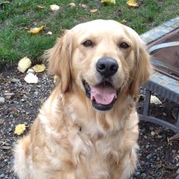 Golden Retrievers from Grand Mound Goldens