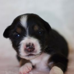 Miniature Australian Shepherd Puppies from Garay Mini Aussies