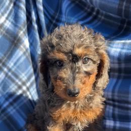 Beau - Merle male Goldendoodle puppy in Austin, Texas from Doodles of Central Texas