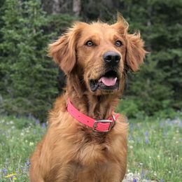 Golden Retrievers from Dove Creek Golden Retrievers