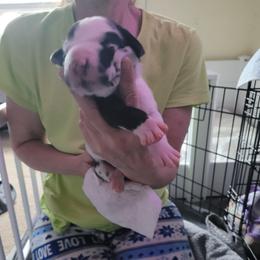 Green collar girl - Harlequin male Great Dane puppy in Gansevoort, New York from Fancy Danes