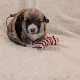 Pembroke Welsh Corgi Puppies from Cozy Hearth Cogis