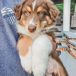 Carlos - Red tri-color male Australian Shepherd puppy in Auburn, Pennsylvania from Lake Daze