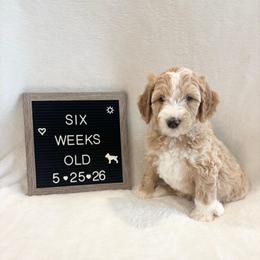 Marlin - Yellow and white male Bernedoodle puppy in Sparrows Point, Maryland from Rosie’s Puppies