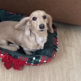 Anatolian Shepherd Dogs and Dachshunds from Salt & Light Farms