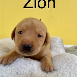 Zion - Yellow male Labrador Retriever puppy in Mineral, Virginia from Canine Assist