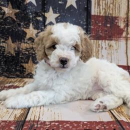 Goldendoodles, Golden Retrievers, Labradoodles, and Labrador Retrievers from Robertson's Retrievers & Doodles