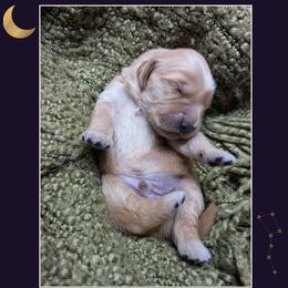 Nyx - Golden male Golden Retriever puppy in Buckley, Washington from Chrysus Spirit Goldens