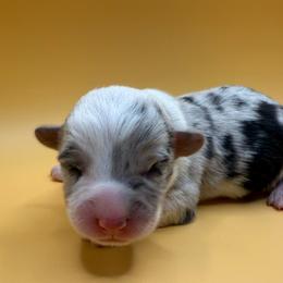 Yukon - Blue merle and white male American Corgi puppy in Scottown, Ohio from Wyndy Ridge Corgis
