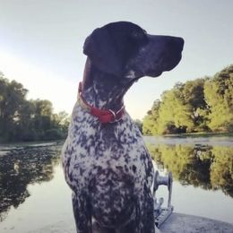 German Shorthaired Pointers from Flying Feather Bird Dogs