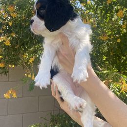 Cavalier King Charles Spaniel Puppies from Parks Cavaliers