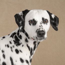 Rogue - Dalmatian