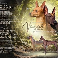 Peruvian Inca Orchid puppies from Vagar Kennel