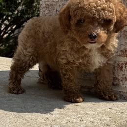 Pico - Red  male Poodle puppy in Sauk Village, Illinois from Midwest Timberland Pups