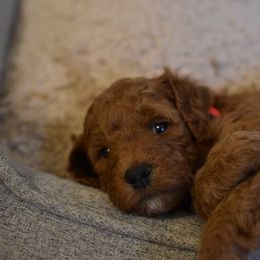 Goldendoodle Puppies from DaisysdoodlesAZ