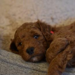 Goldendoodle Puppies from DaisysdoodlesAZ