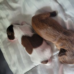 Dachshund Puppies from Harlee's Dachshunds