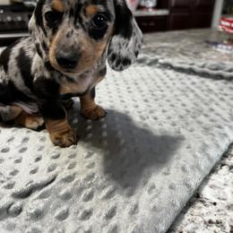 Dachshund Puppies from Dachshund Family Love Breeders