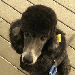 Roxy  - Poodle
