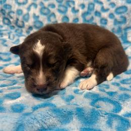 AKC Chestnut - Red and white male Siberian Husky puppy in Centreville, Maryland from Huskies By the Bay